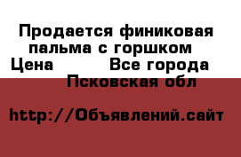 Продается финиковая пальма с горшком › Цена ­ 600 - Все города  »    . Псковская обл.